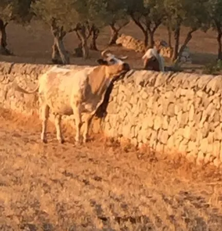 Farm stay Il Melograno Cannizzara