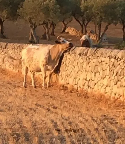 Alloggio per agriturismo Il Melograno Cannizzara